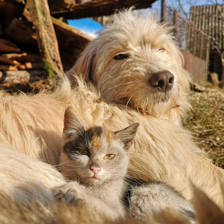 Hund und Katze