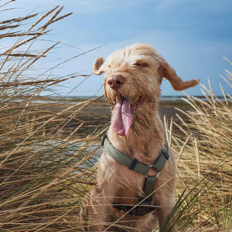 Hund mit hängender Zunge in Dünengras